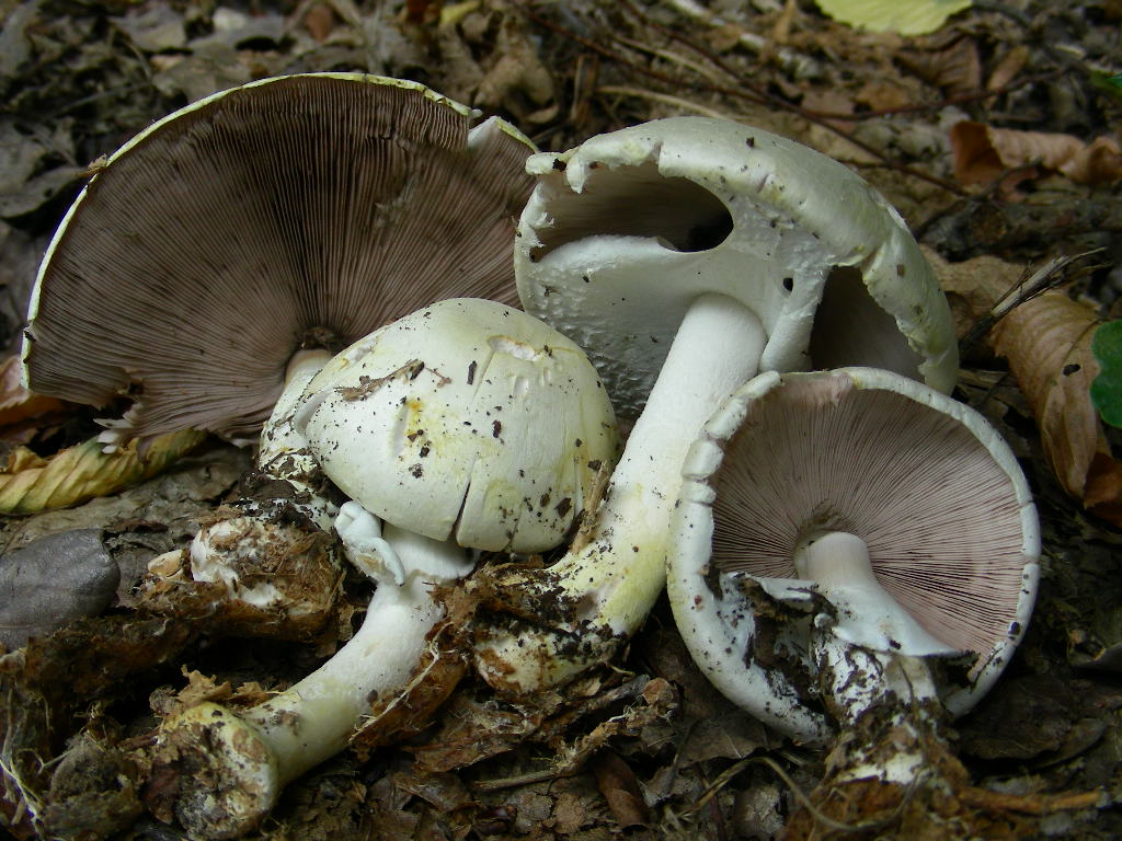 E tempo di ... Agaricus
